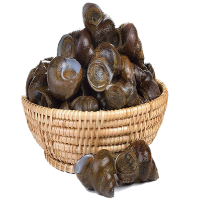 Live Snails (4 Jumbo Pcs)