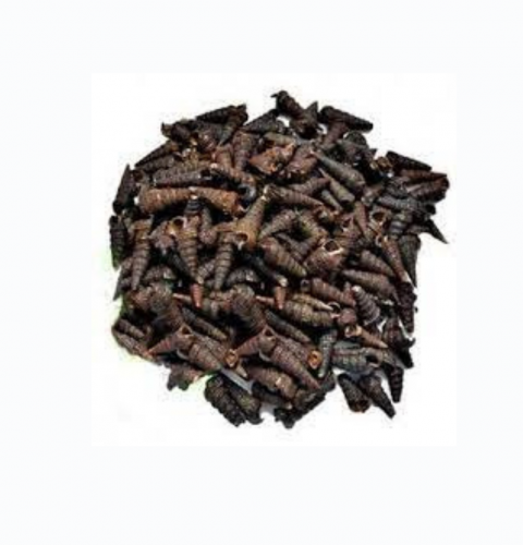 Shelled Periwinkle - 1 Mudu