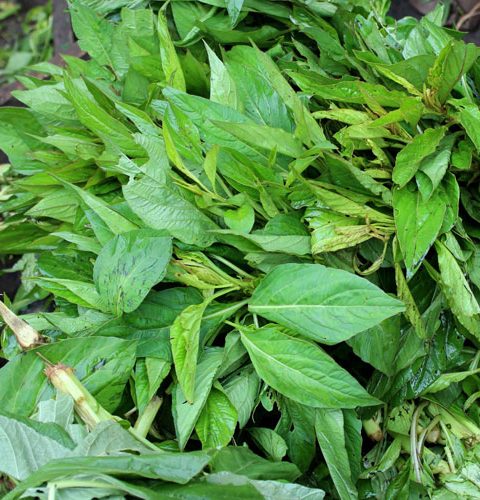 Shoko Leaf (Lagos Spinach | Efo Shoko)