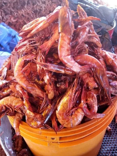 Dried Prawn (Oporo) - Custard Rubber