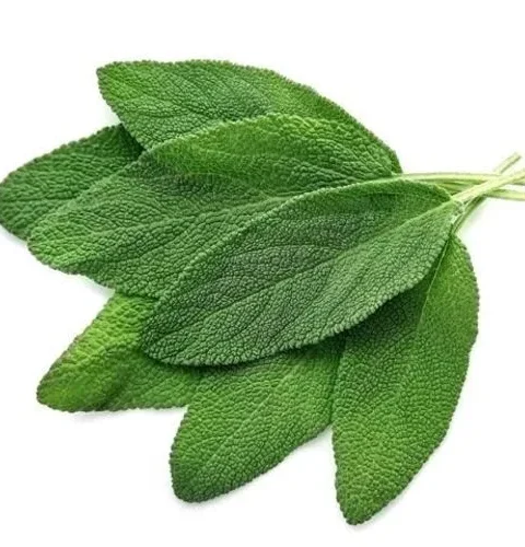 Green Fresh Sage (100g)