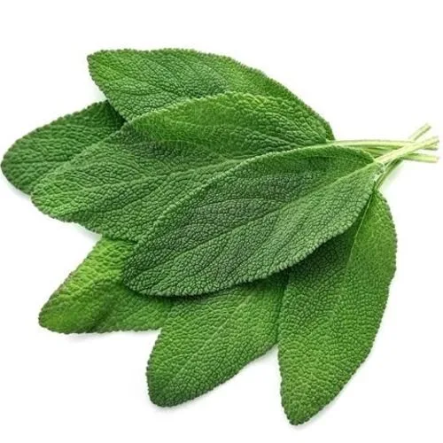 Green Fresh Sage (100g)