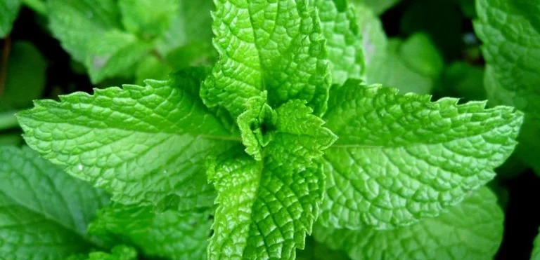 scent leaf