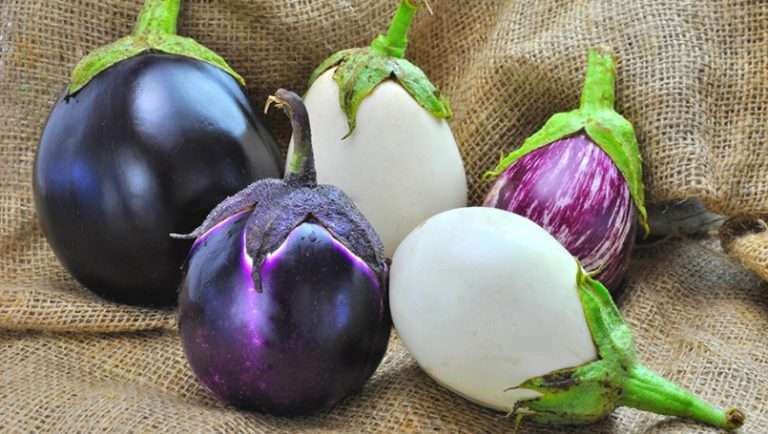 benefits of garden egg