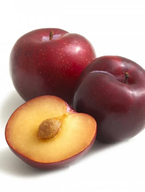Fresh Plum (Pack of 6)