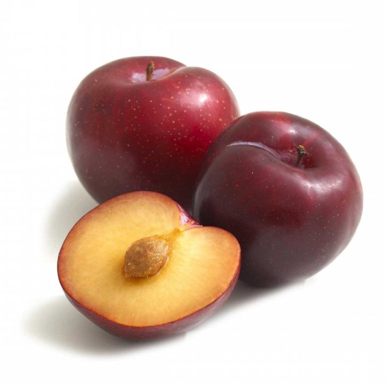Fresh Plum (Pack of 6)